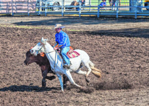 The young buck and the veteran: locals light up Boonah Campdraft