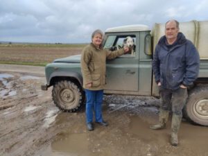 Farming the marsh … mad dogs and Englishmen
