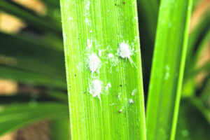 Pasture dieback and the mealybug curse