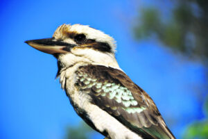 The Beauty of Life – Morning Sounds