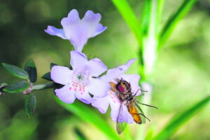 The Beauty of Life – The First Day of Spring