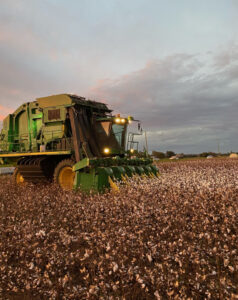 Project to recruit cotton pickers a blueprint for farming labour shortages