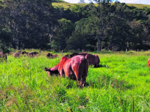 State to support regional farmers through energy rebates
