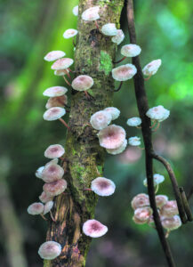 Scenic Rim landowners share in Nature Refuge grants