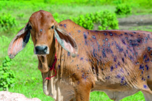 “Swift action” to develop vaccines to fight Lumpy Skin Disease in cattle