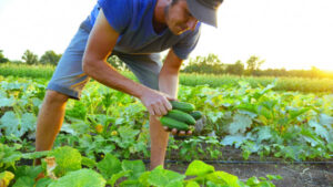 Veggie love good news for farmers