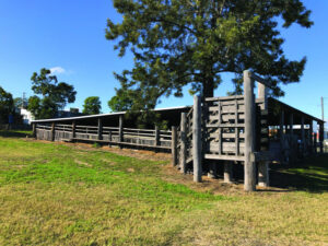Consultation on saleyards future