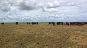 Queensland’s top producers named