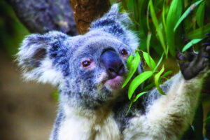 Wildlife critically endangered after floods and fire