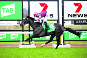 At last gelding gets the chance to strut his stuff