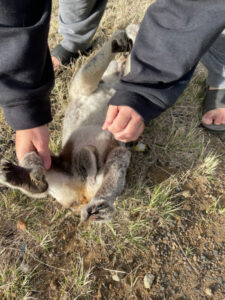Koala death road’s kill list climbing