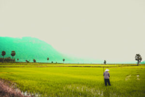 Game of collective balance reduces crop losses to rats