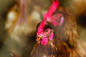 Victorian bird flu outbreak has poultry farmers on edge