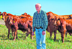 Valuable gains from an RNA win in the carcass classes