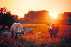 Cattle prices end year on record highs, after year of prices ‘never dreamed’ of