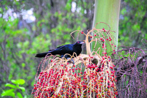 The Beauty of Life – The Bird that Provokes Fury