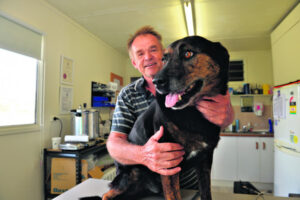 Are the days of dogs riding utes, sticking head out the window, done for?