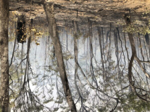 Low interest loans from govt for bushfire affected