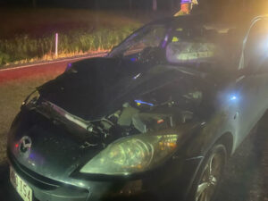 Car vs cow caution for country drivers