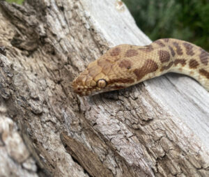 Maple the python has a hiss-tory of walkabouts