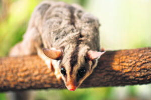 Dugandan hollows for squirrel gliders