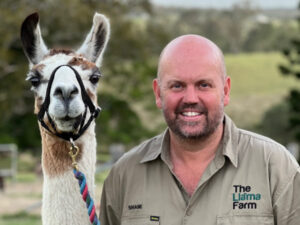 Big herd draws visitors to llama farm