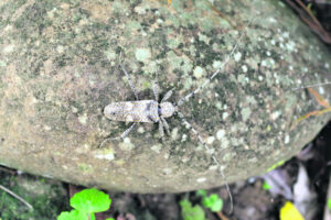 Country Parson: Longicorn beetles