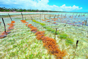 Seaweed farming, reducing emissions and improving crop production
