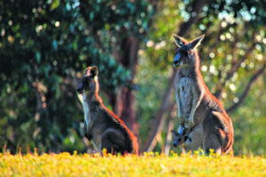 Kangaroo road carnage elicits plea for greater driver care