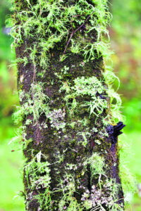 The Beauty of Life – The Licker