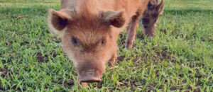 Deadly pig disease may be only a ‘step away’ from our shores