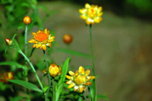 The Emperor and the wattle