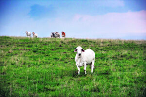 Leading cattle company commits to real world action on climate change, and a seaweed trial on feedlot cattle