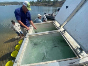 Tens of thousands more reasons for fishing in Scenic Rim