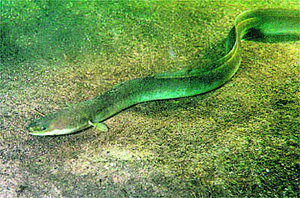 The Beauty of Life – Uncle Merv’s Eel