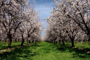 Bee movement order keeps Queensland safe