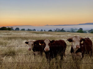 Dinmore meatworks closure has little impact on graziers as drought deepens