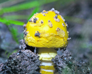 Wild fungi wonders: part 3