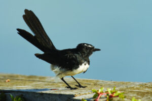 The numbers tell the story in the national backyard bird count