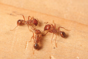 ‘Super pests’ take bite out of farm profits