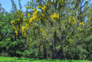 ‘It smothers everything’: after fire and rain, Cat’s Claw, weeds run amok