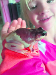 Georgina piebald frog a ‘ribbiting’ discovery