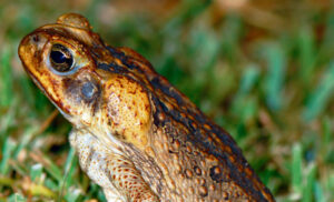 Boonah aims to celebrate Australia Day with 3000 Cane Toad scalps