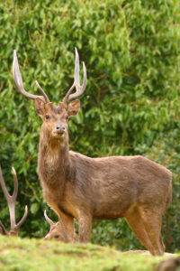 First feral deer action plan launched