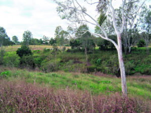 The South East’s river systems are failing. Can they be restored?