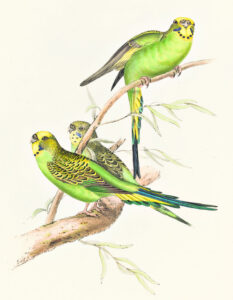 Our History: Exquisite illustrations by an uncelebrated artist