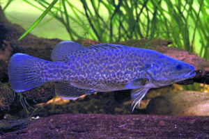 Line fishing off limits in these SEQ rivers, creeks until November