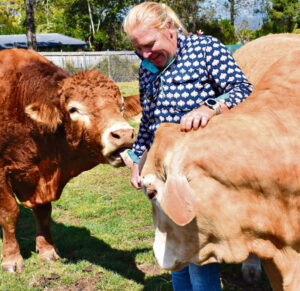 Everybody loves Charlie George the emotional support steer