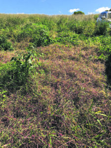 New weed control methods on offer