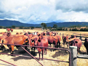 ‘Nearly gotta be a horseback job”: stock squad called as cattle duffers strike again